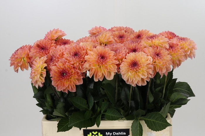 <h4>Dahlia Chanel</h4>