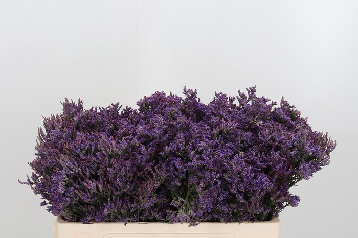 <h4>Lim Piuma Dark Blue</h4>