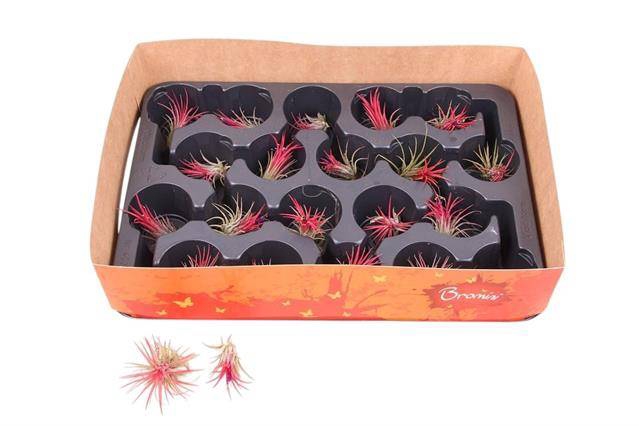 <h4>TILLANDSIA IONANTHA AIRPLANTS</h4>