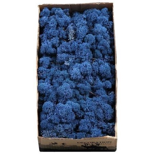 Ijslandmos (reindeer) Koningsblauw