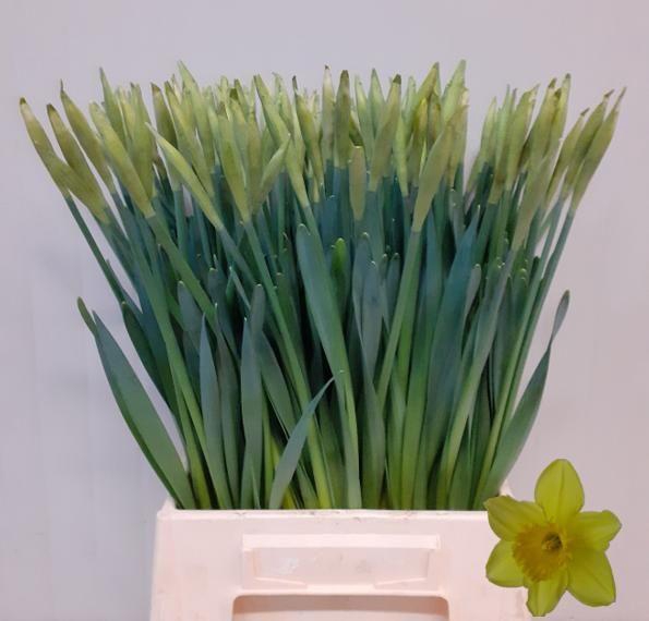 <h4>NARC G CARLTON</h4>