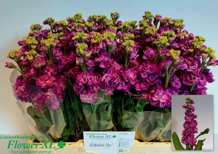 MATTH STOX DEEP ROSE