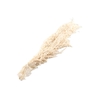 Amaranthus Caudatus White Bleached