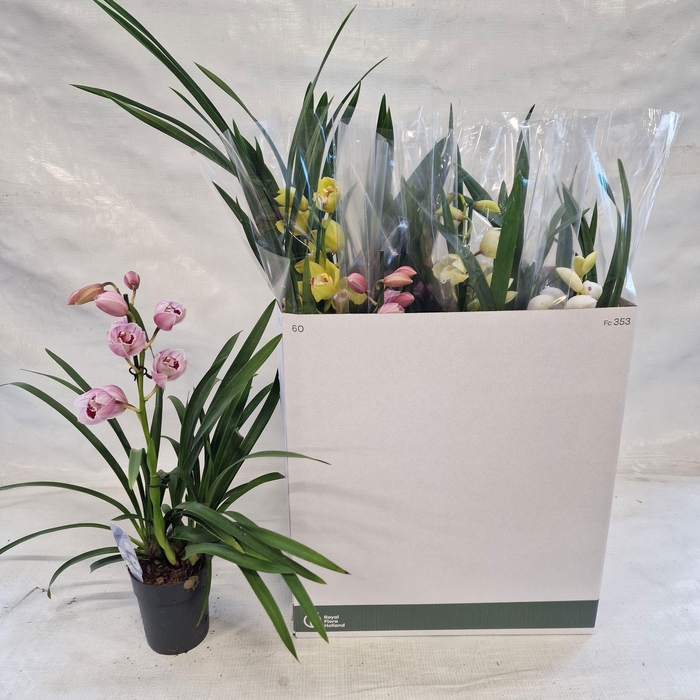 <h4>CYMB GEMENGD</h4>