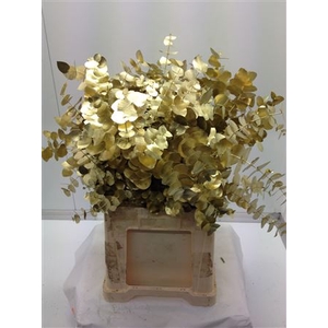 Euc Cinerea V Goud