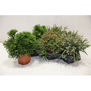 Rhipsalis Gem