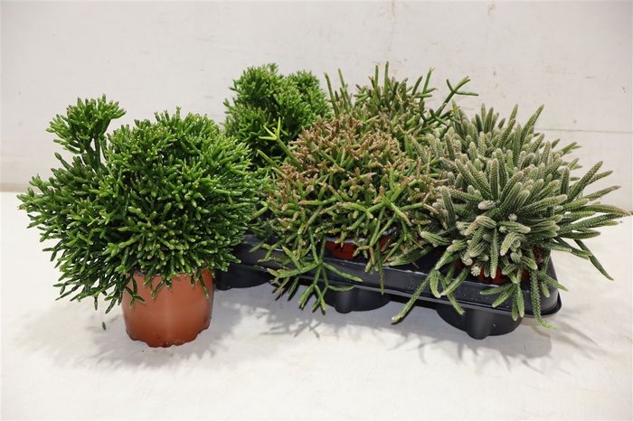 <h4>Rhipsalis Gem</h4>