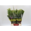 BQ Cape Greenmix