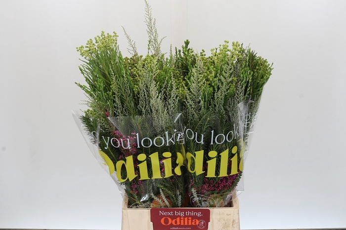 <h4>BQ Cape Greenmix</h4>