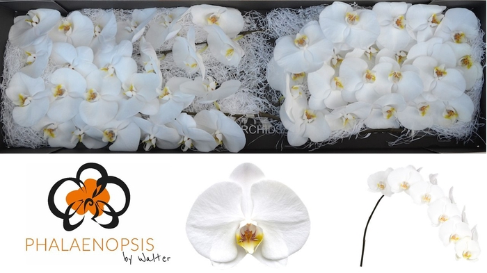 <h4>Phalaenopsis Sensation White</h4>