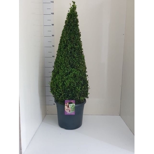 .Buxus semp Pyramide AA