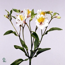 Echeveria Black Prince