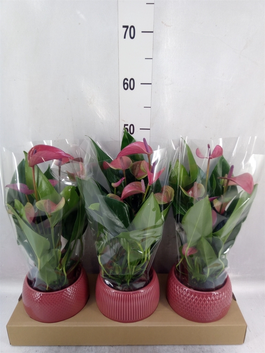 <h4>Anthurium andr. 'Pure Purple'</h4>