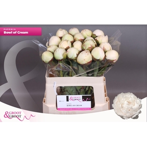 Paeonia Bowl Of Cream | Heavy Quality