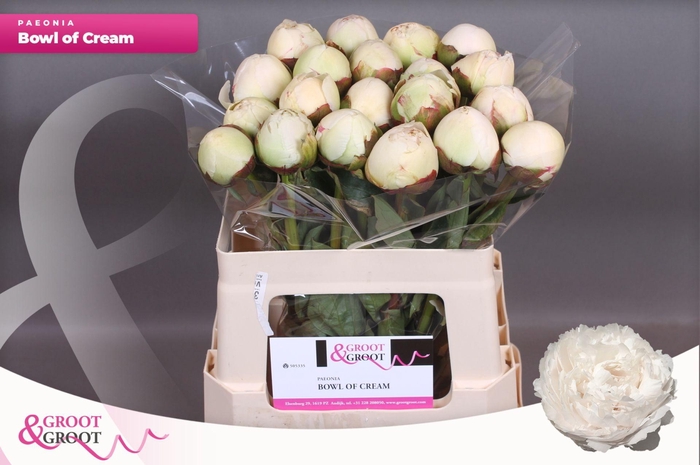 <h4>Paeonia Bowl Of Cream | Heavy Quality</h4>