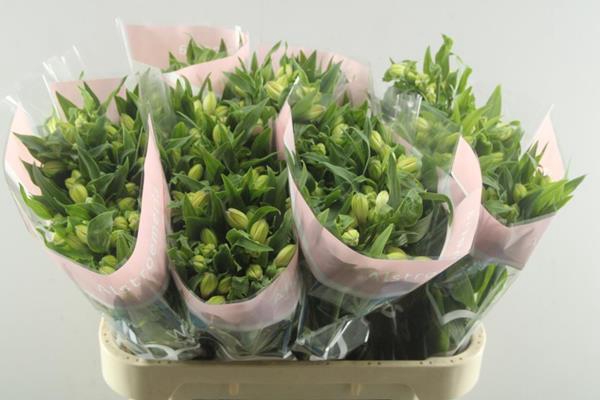 <h4>Alstr Wonder Sweet (l.rose)</h4>