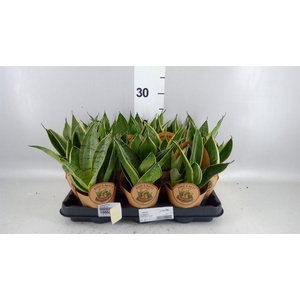 Sansevieria cyl.  ...