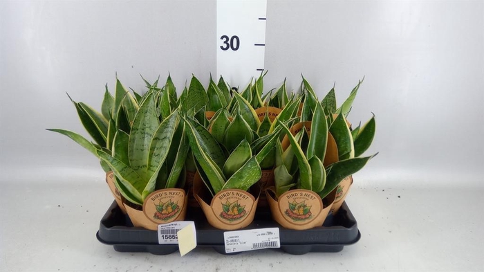 <h4>Sansevieria cyl.  ...</h4>