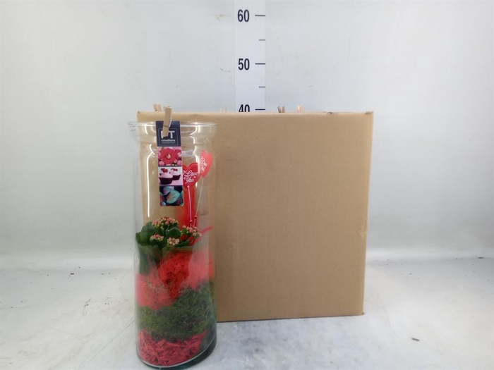 <h4>Arr.    Planten  L%</h4>