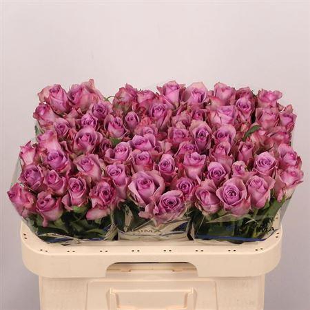 <h4>R Gr Nightingale!</h4>