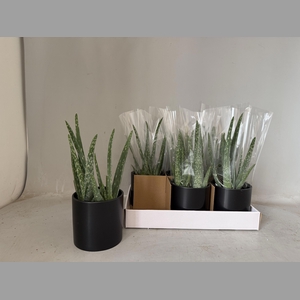 ALOE VERA
