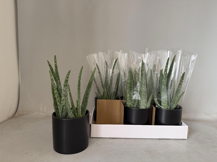 <h4>ALOE VERA</h4>