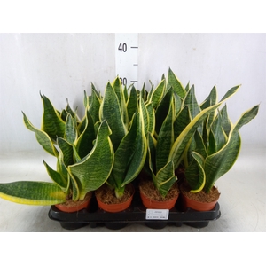 Sansevieria trifa. 'Futura Superba'