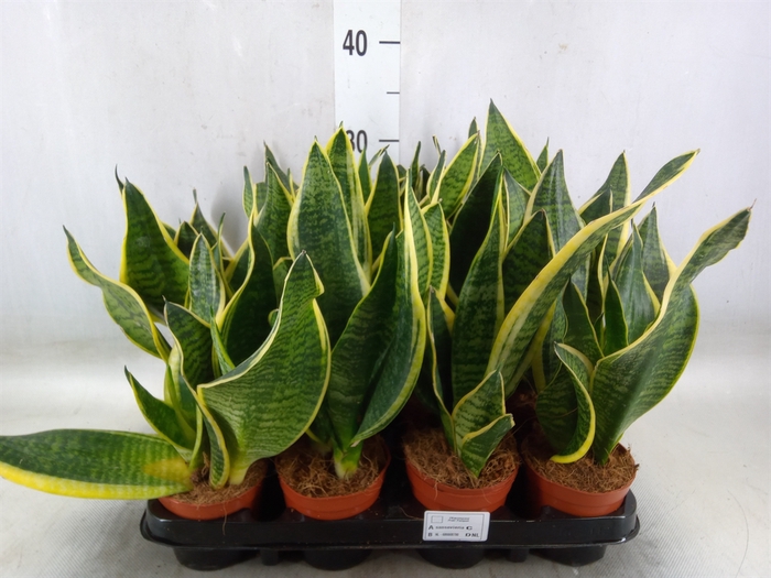 <h4>Sansevieria trifa. 'Futura Superba'</h4>