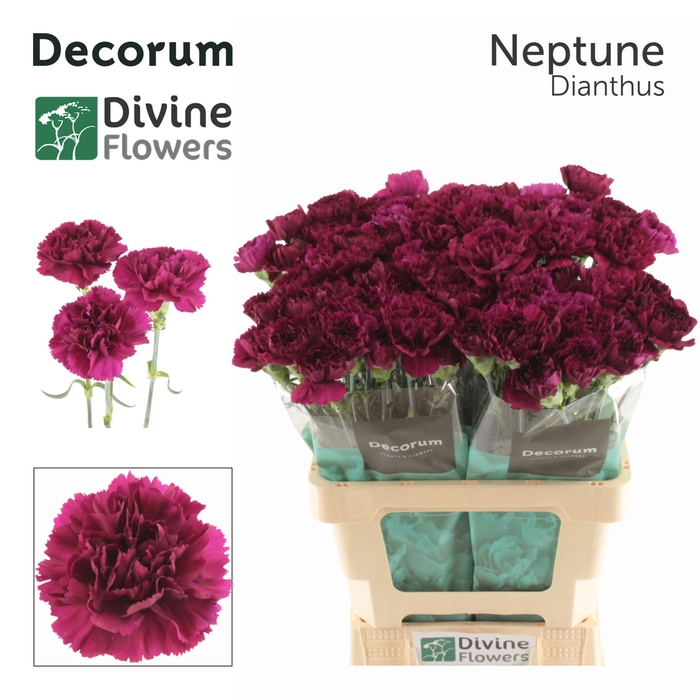 <h4>DI ST NEPTUNE</h4>