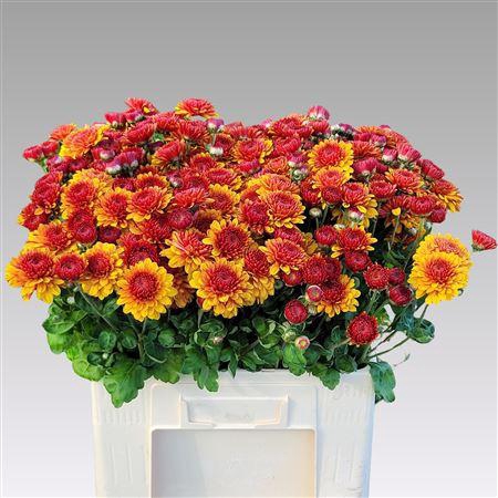 <h4>CHR T GOMPIE WENDY BROWN X40</h4>