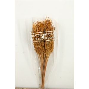 Dried Umbr. Sedge Sm. Leaf Yellow Bunch