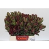 Leucadendron Senorita