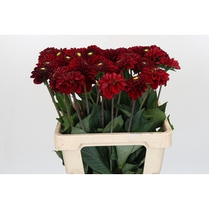 Dahlia Red Fox