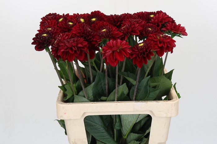 <h4>Dahlia Red Fox</h4>