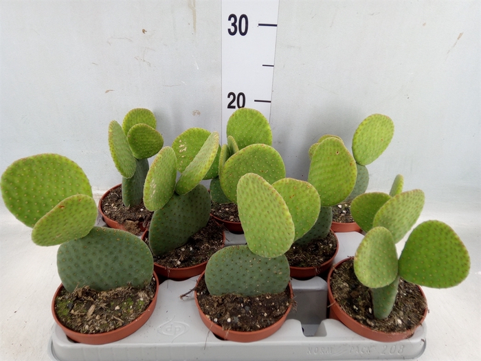 <h4>Opuntia</h4>