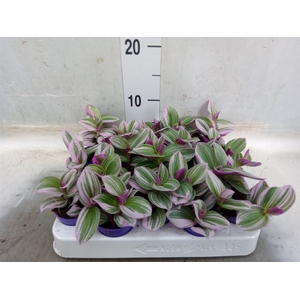 Tradescantia albif. 'Nanouk'