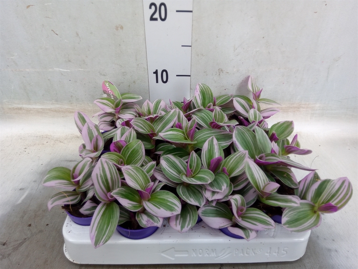 <h4>Tradescantia albif. 'Nanouk'</h4>
