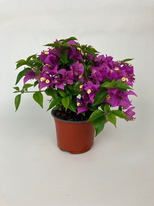 <h4>Bougainvillea  'Alexandra'</h4>
