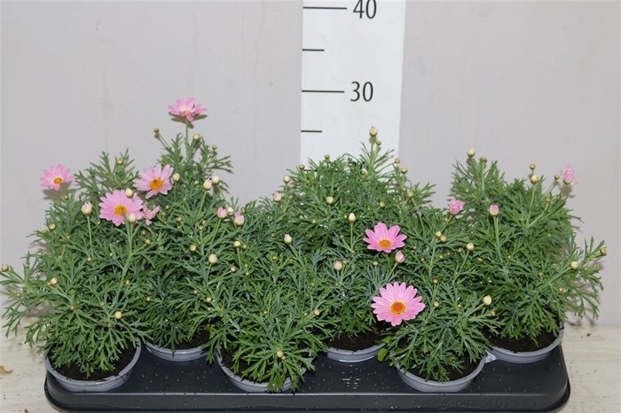 <h4>Argyranthemum Frutesc Light Pink</h4>