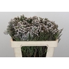 Kaaps Groen Silver Brunia