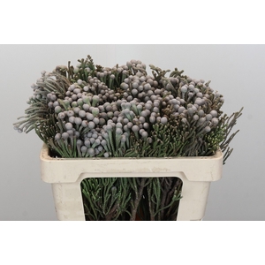 Kaaps Groen Silver Brunia