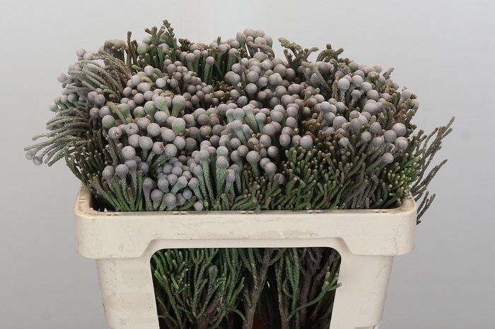 Kaaps Groen Silver Brunia