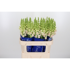 Antirrhinum Op Appleblossom