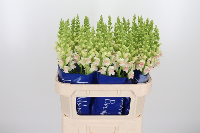 <h4>Antirrhinum Op Appleblossom</h4>