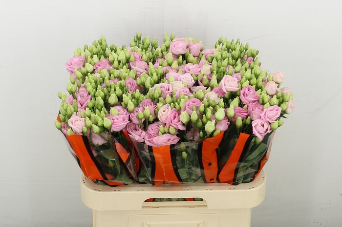 <h4>Eus G Rosi Bright Pink</h4>