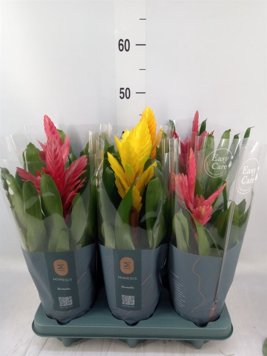 <h4>Vriesea   ...mix</h4>