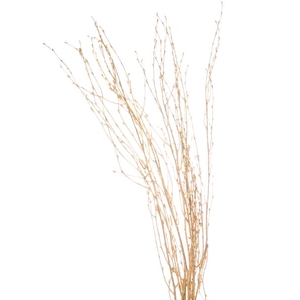 Birch 60cm Gold