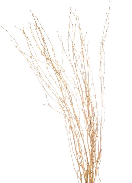 <h4>Birch 60cm Gold</h4>