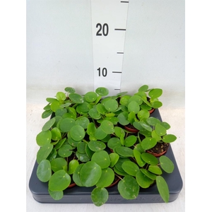 Pilea peperomioides