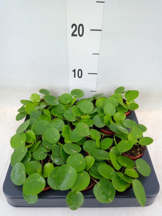 <h4>Pilea peperomioides</h4>